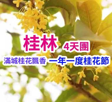 滿城桂花飄香 一年一度桂花節 桂林4天團