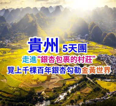 走進“銀杏包裹的村莊” 覽上千棵百年銀杏勾勒的金黃世界 貴州5天團